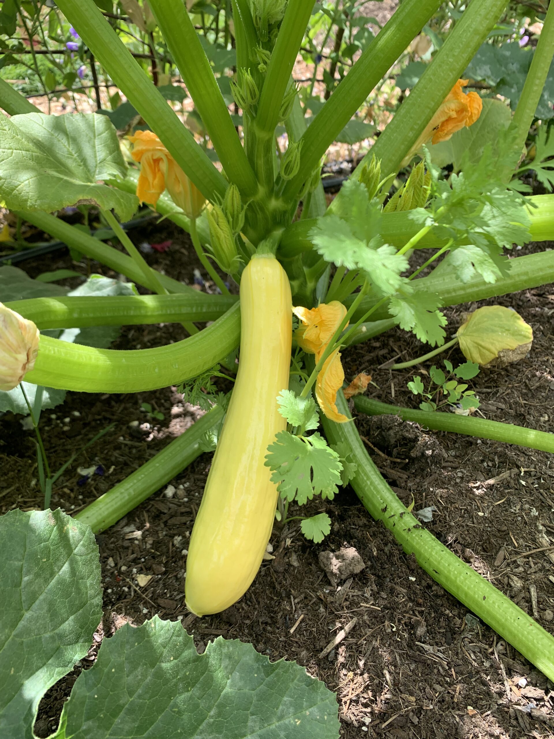 Yellow zucchini
